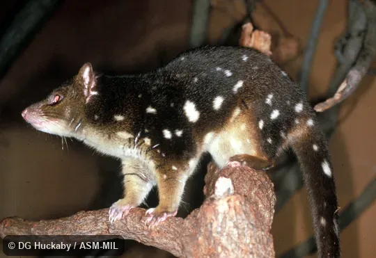 Side view, on branch, tip of tail not in view. Also as Tiger Cat|Tiger Quoll. Side view, on branch, tip of tail not in view. Also as Tiger Cat|Tiger Quoll.