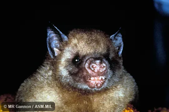 Brachyphylla cavernarum intermedia. Front view of head and shoulder region. Also as Antillean Fruit-eating Bat. Brachyphylla cavernarum intermedia. Front view of head and shoulder region. Also as Antillean Fruit-eating Bat.