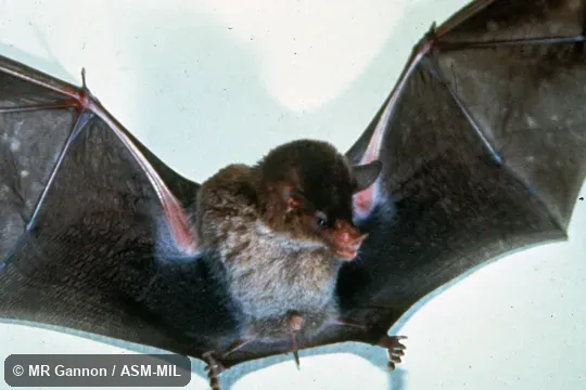 Monophyllus redmani portoricensis. View of underside, including most of wings (extended), adult male. Also as Greater Antillean Long-tongued Bat|Leach's Long-tongued Bat|Leach's Single-leaf Bat. Monophyllus redmani portoricensis. View of underside, including most of wings (extended), adult male. Also as Greater Antillean Long-tongued Bat|Leach's Long-tongued Bat|Leach's Single-leaf Bat.
