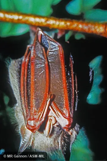 Hanging from branch, wings folded, thumbs (digit 1) visible, juvenile male. Also as Red Fig-eating Bat. Hanging from branch, wings folded, thumbs (digit 1) visible, juvenile male. Also as Red Fig-eating Bat.