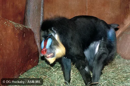 Side view of male, facial colors in view Side view of male, facial colors in view