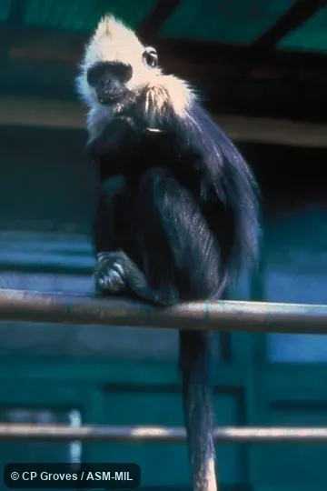 Sitting on railing, most of tail visible; formerly Trachypithecus poliocephalus leucocephalus. Also as White-headed Black Langur. Sitting on railing, most of tail visible; formerly Trachypithecus poliocephalus leucocephalus. Also as White-headed Black Langur.