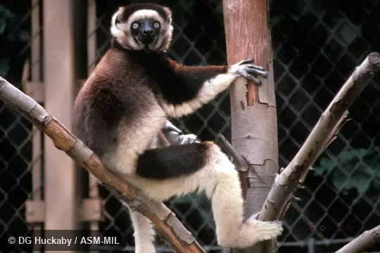 Front view of male, showing coloration in pectoral region Front view of male, showing coloration in pectoral region