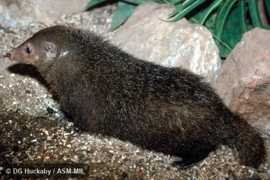 Side view, entirely in view. Also as Common Kusimanse|Cusimanse|Long-nosed Cusimanse. Side view, entirely in view. Also as Common Kusimanse|Cusimanse|Long-nosed Cusimanse.