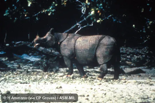 Side view, standing. Also as Javan Rhinoceros. Side view, standing. Also as Javan Rhinoceros.