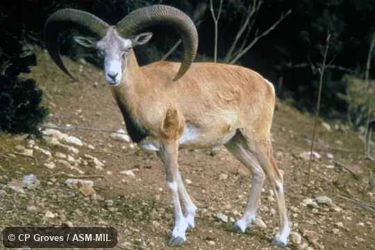 Side view, facing camera, standing. Ovis gmelinii gmelinii. Formerly as Ovis gmelini or Ovis aries orientalis, Red Sheep. Also as Anatolian Mouflon|Asian Mouflon|Asiatic Mouflon. Side view, facing camera, standing. Ovis gmelinii gmelinii. Formerly as Ovis gmelini or Ovis aries orientalis, Red Sheep. Also as Anatolian Mouflon|Asian Mouflon|Asiatic Mouflon.