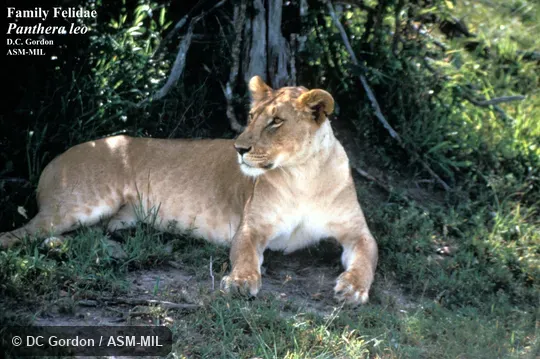 Side view of resting female Side view of resting female