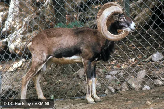 Side view of male, standing. Ovis aries musimon, European Mouflon. Side view of male, standing. Ovis aries musimon, European Mouflon.