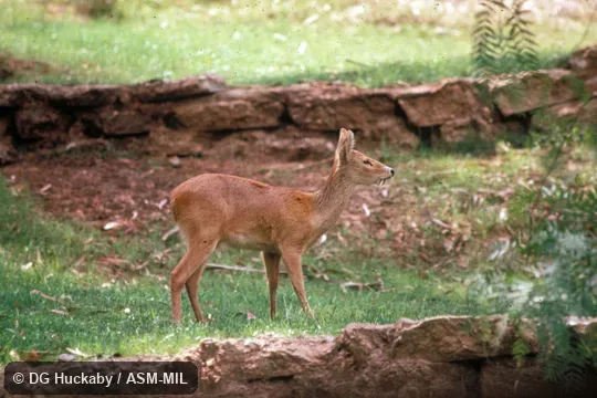 Side view, standing, male, canine visible Side view, standing, male, canine visible