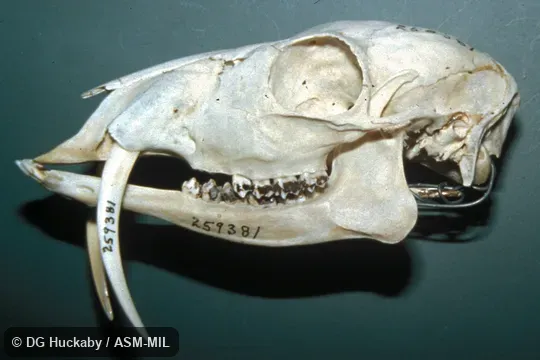 Side view of skull, illustrating canines. USA, DC, Washington, National Museum of Natural History. Side view of skull, illustrating canines. USA, DC, Washington, National Museum of Natural History.