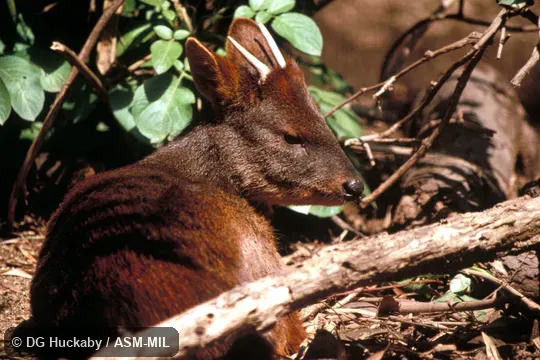 View of male individual resting, antlers visible. Also as Chilean Pudu. View of male individual resting, antlers visible. Also as Chilean Pudu.