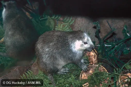 Side view, entire animal in view. Formerly in Capromyidae. Also as Cuban Hutia. Side view, entire animal in view. Formerly in Capromyidae. Also as Cuban Hutia.