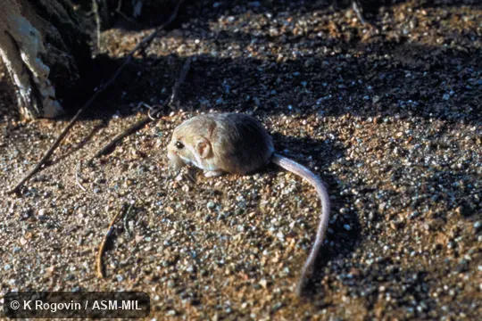 View from nearly above, somewhat distant, entire animal in view. Also as Three-toed Dwarf Jerboa. View from nearly above, somewhat distant, entire animal in view. Also as Three-toed Dwarf Jerboa.