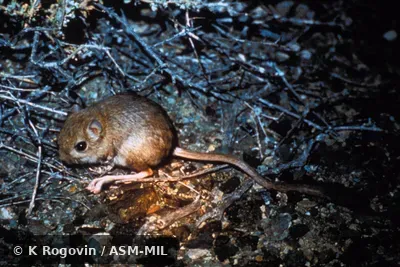 Side view, entire animal in view. Also as Andrews's Three-toed Jerboa|Mongolian Jerboa. Side view, entire animal in view. Also as Andrews's Three-toed Jerboa|Mongolian Jerboa.