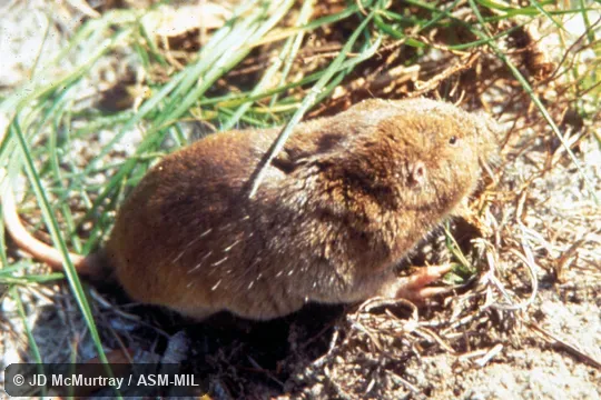 Side view, animal on surface of ground. Tail, ears, forefeet visible. Also as Sandy Mounder. Side view, animal on surface of ground. Tail, ears, forefeet visible. Also as Sandy Mounder.