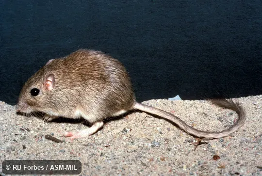 Side view, entire animal in view Side view, entire animal in view