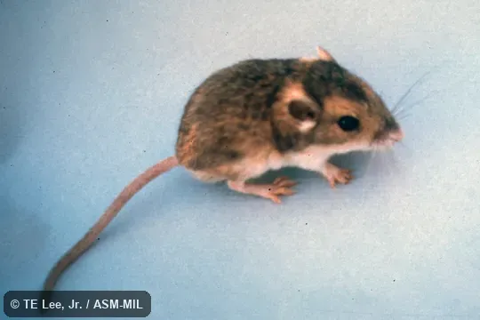 Side view, entire animal in view Side view, entire animal in view