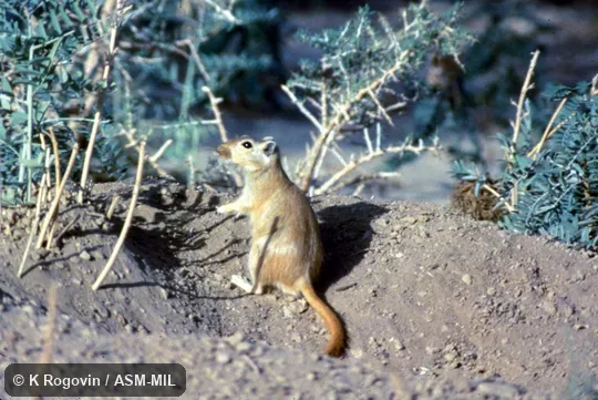 Animal sitting upright, entirely in view Animal sitting upright, entirely in view