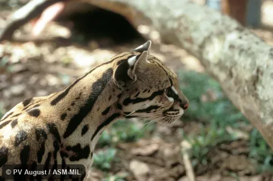 Close-up of head and neck Close-up of head and neck