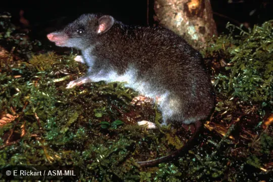 Side view, entire animal in view. Also as Isarog Rhynchomys|Isarog Shrew Rat|Mount Isarog Rhynchomys. Side view, entire animal in view. Also as Isarog Rhynchomys|Isarog Shrew Rat|Mount Isarog Rhynchomys.