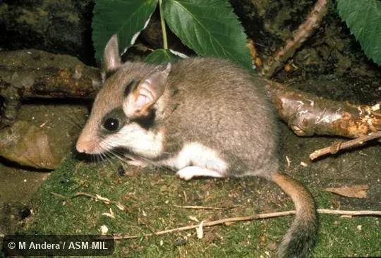 Side view, entire animal in view Side view, entire animal in view