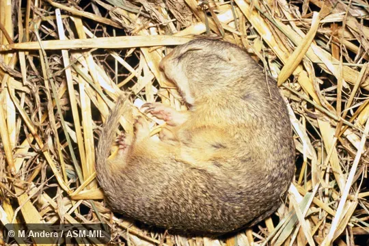 Curled, on straw, hibernating. Also as European Souslik. Curled, on straw, hibernating. Also as European Souslik.