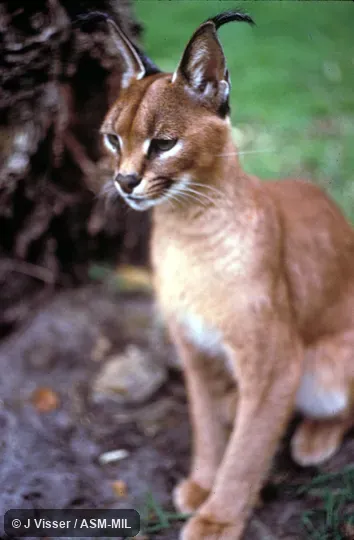 Front view, sitting. Also as Red Lynx|Caracal Lynx. Front view, sitting. Also as Red Lynx|Caracal Lynx.