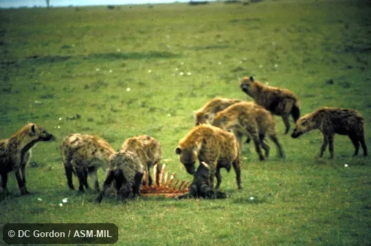 Group at kill site Group at kill site