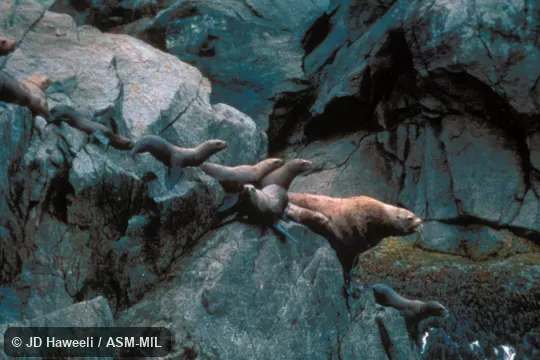 Male and group of females, on rock above surf. Also as Northern Sea Lion. Male and group of females, on rock above surf. Also as Northern Sea Lion.