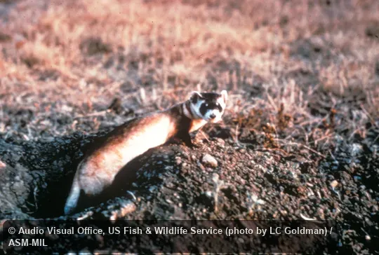 Side view, at burrow entrance Side view, at burrow entrance