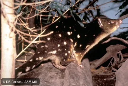 Side view. Also as Eastern Native Cat. Side view. Also as Eastern Native Cat.