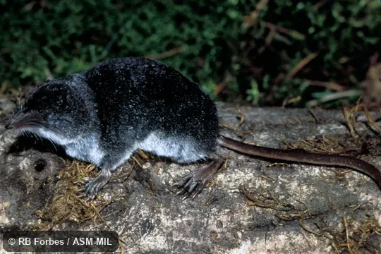 Side view. Formerly Sorex palustris navigator, American Water Shrew. Formerly Soricomorpha. Side view. Formerly Sorex palustris navigator, American Water Shrew. Formerly Soricomorpha.