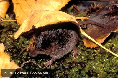 Dorsolateral view, tail and feet visible. Formerly Soricomorpha. Dorsolateral view, tail and feet visible. Formerly Soricomorpha.