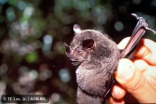 Side view, hand-held. Also as Dark Artibeus|Black Artibeus. Side view, hand-held. Also as Dark Artibeus|Black Artibeus.