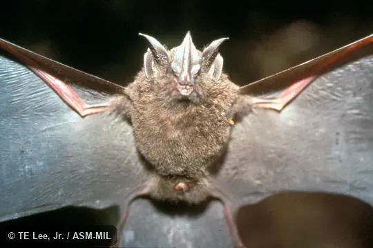 Front (ventral) view, wings extended Front (ventral) view, wings extended