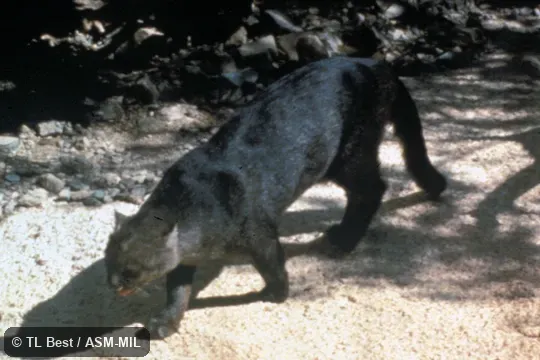 Side view from above, feet and tail visible. Formerly Puma yagouaroundi. Side view from above, feet and tail visible. Formerly Puma yagouaroundi.