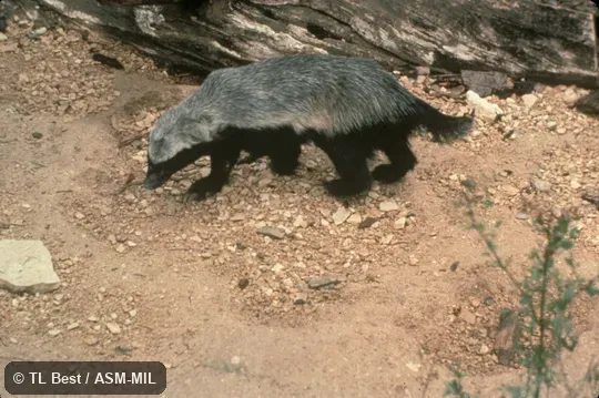 Side view, feet and tail visible. Also as Ratel. Side view, feet and tail visible. Also as Ratel.