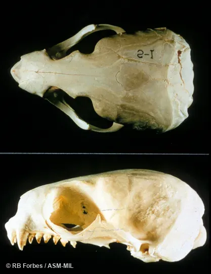 Dorsal and lateral view of skull (lower jaw not included). Also as Alaskan Fur Seal|Pribilof Fur Seal. Dorsal and lateral view of skull (lower jaw not included). Also as Alaskan Fur Seal|Pribilof Fur Seal.