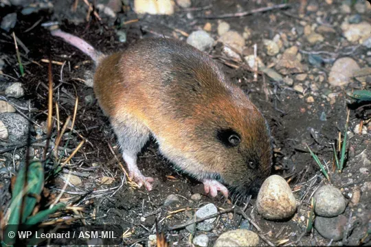 Side view, digging, Thomomys mazama yelmensis. Also as Mazama Pocket Gopher. Side view, digging, Thomomys mazama yelmensis. Also as Mazama Pocket Gopher.