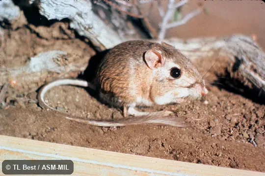 Side view, hind feet and tail visible. Also as Nimble Kangaroo Rat|Pacific Kangaroo Rat. Side view, hind feet and tail visible. Also as Nimble Kangaroo Rat|Pacific Kangaroo Rat.
