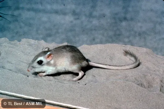 Side view, feet and tail visible Side view, feet and tail visible