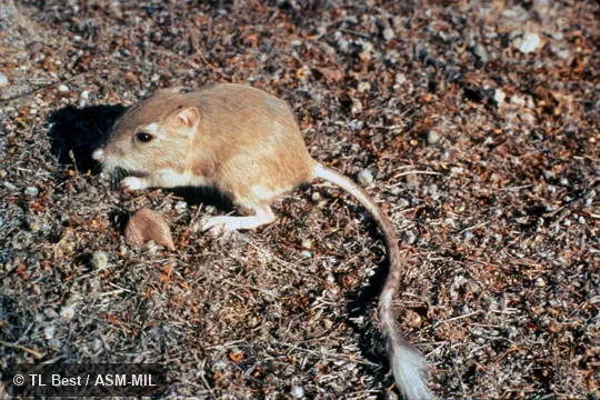 Side view from above, feet and tail visible. Dipodomys deserti arizonae. Side view from above, feet and tail visible. Dipodomys deserti arizonae.
