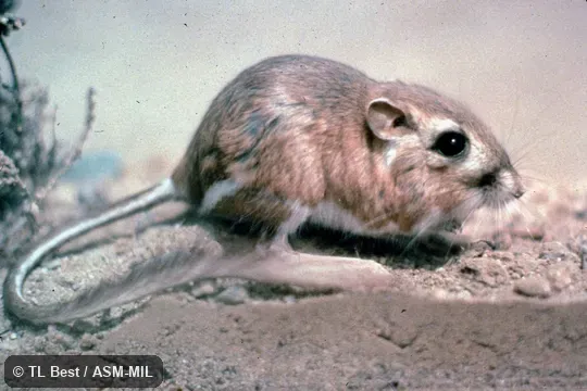 Side view, feet and tail visible Side view, feet and tail visible