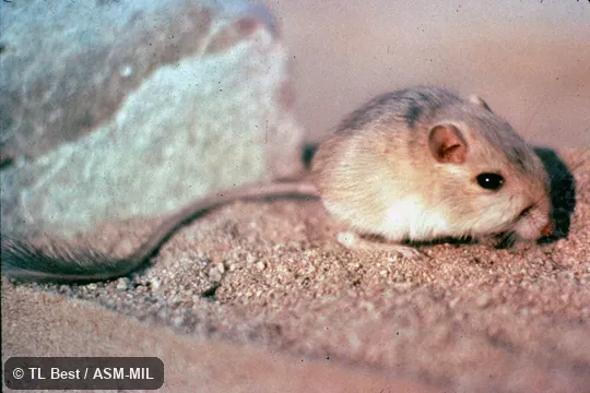 Side view, hind feet and tail visible, Dipodomys merriami insularis, San José Island Kangaroo Rat. Side view, hind feet and tail visible, Dipodomys merriami insularis, San José Island Kangaroo Rat.