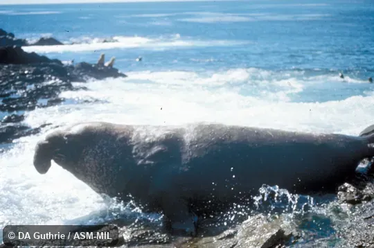 Side view of adult male. Also as Northern Sea Elephant. Side view of adult male. Also as Northern Sea Elephant.