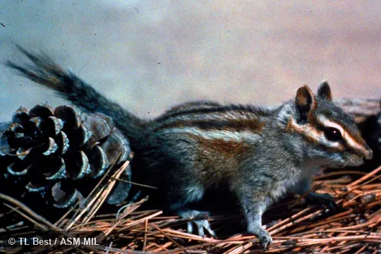 Side view, in captivity. Formerly Tamias canipes. Side view, in captivity. Formerly Tamias canipes.