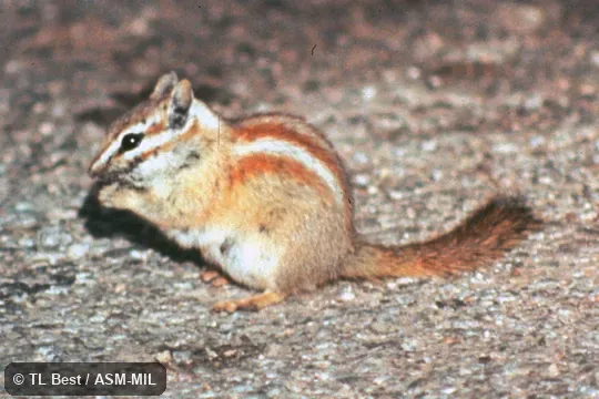 Side view. Formerly Tamias rufus. Side view. Formerly Tamias rufus.