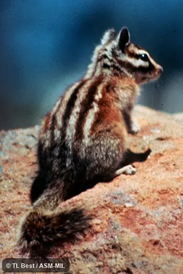 Rear and side view. Formerly Tamias speciosus. Rear and side view. Formerly Tamias speciosus.