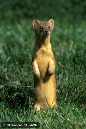 Front view, standing on hind legs, facing camera. Formerly Mustela frenata. Front view, standing on hind legs, facing camera. Formerly Mustela frenata.