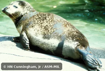 Side view. Also as Common Seal|Harbour Seal. Side view. Also as Common Seal|Harbour Seal.